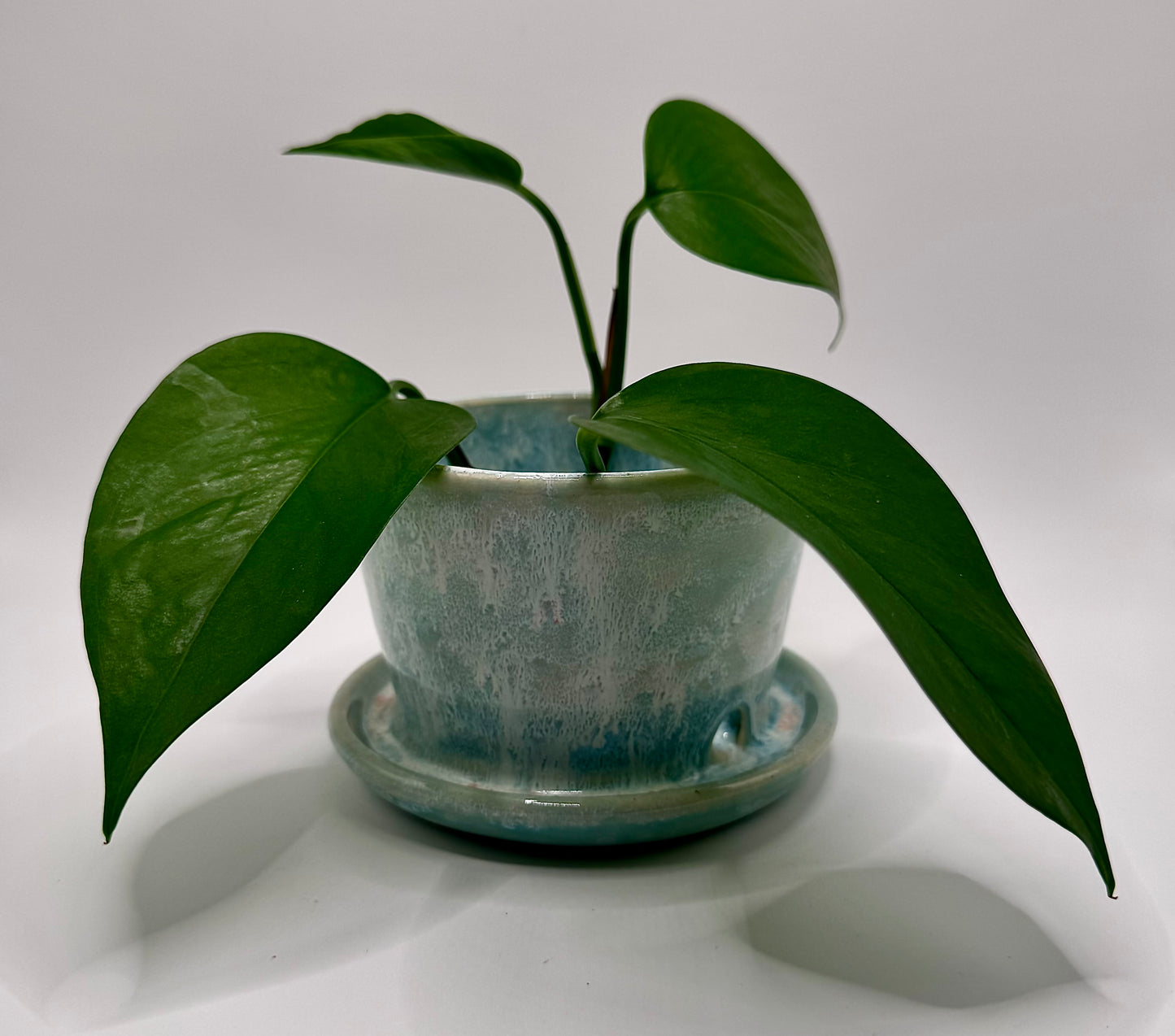 Coastal Charm Planter (tray attached to planter with drainage holes)